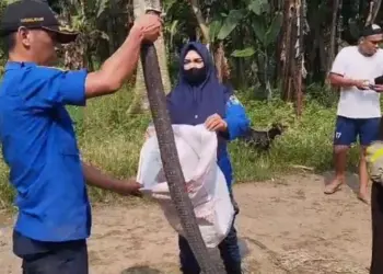 Menakutkan, Ular King Kobra Bersembunyi di Kamar Mandi Warga