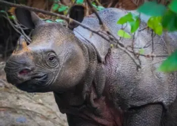 Satu Pemburu Badak Jawa Ditangkap Di TNUK Pandeglang