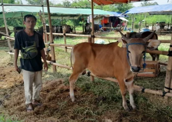 Lapak Hewan Kurban Mulai Bermunculan di Kota Tangerang