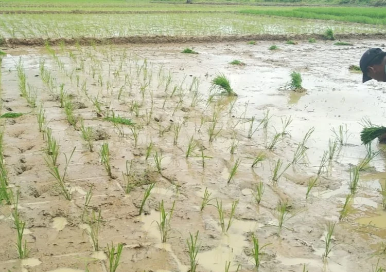 Sejumlah petani di Kecamatan Cikeusik, Kabupaten Pandeglang, mulai menanam padi dimasa usai panen. (ISTIMEWA)