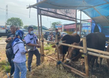 Puskeswan Sidak 120 Lapak, Hewan Kurban di Tangsel Hanya Terjangkit Sakit Mata