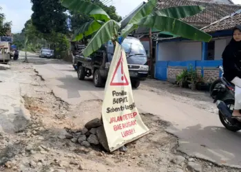 Ruas jalan Ciekek Hilir di Kelurahan Karaton, Kecamatan Majasari ditanami pohon pisang, Selasa (25/6/2024). (ADIB FAHRIE/SATELITNEWS.COM)