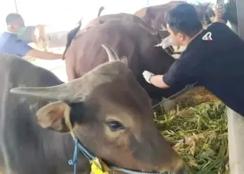 Petugas Puskeswan DPKP Kabupaten Pandeglang, memeriksa hewan kurban. (ISTIMEWA)