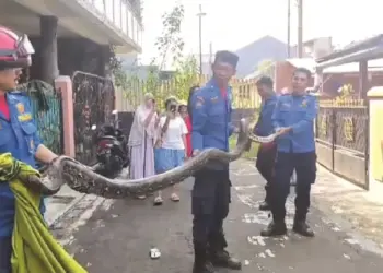 Ular Sanca Masuk Kamar Mandi di Pamulang, Dievakuasi Damkar