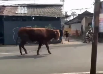 Empat Sapi Kurban Mengamuk di Tangsel, Satu Warga Terluka