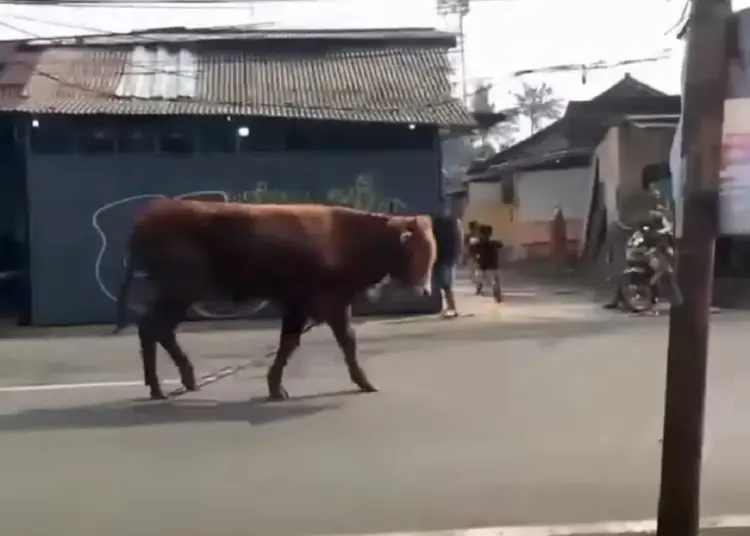 Empat Sapi Kurban Mengamuk di Tangsel, Satu Warga Terluka