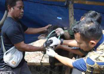 Hewan Kurban di Kota Tangerang Dalam Kondisi Aman