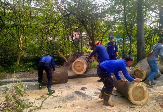 Pohon Berukuran Besar Tumbang di Jalan Daan Mogot Tangerang Timpa Suami-Istri 