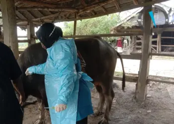 DKPP Kabupaten Serang, sedang melakukan pengobatan hewan ternak yang terjangkit PMK, sekaligus sosialisasi. (ISTIMEWA)