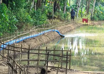 Salah satu areal persawahan, di Kecamatan Munjul, Kabupaten Pandeglang, dialiri air menggunakan Irpom. (ISTIMEWA)