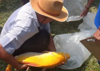 Seorang peserta tunjukkan Ikan Mas jagoannya, ikuti Festival Nusantara Ikan Mas Sinyonya, di Desa Bandung, Kecamatan Banjar, Kabupaten Pandeglang, Minggu (25/8/2024). (MARDIANA/SATELITNEWS.COM)