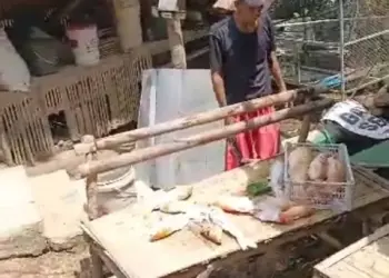 Listrik Padam Saat Cuaca Ekstrem, Pengusaha Ikan Koi di Lebak Rugi Ratusan Juta