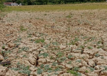 Lahan pertanian di wilayah Pandeglang, mulai mengering. Petani keluhkan hasil panen. (ISTIMEWA)