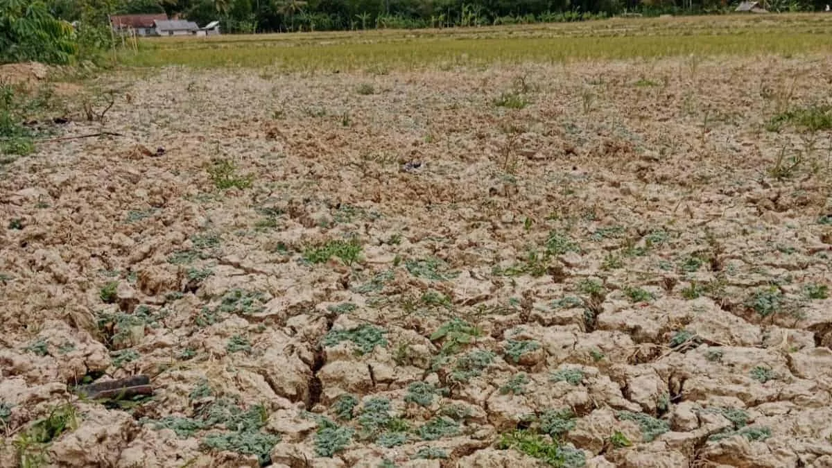 Lahan pertanian di wilayah Pandeglang, mulai mengering. Petani keluhkan hasil panen. (ISTIMEWA)