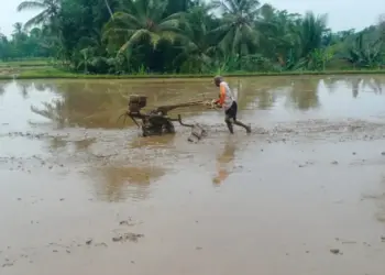 Seorang petani sedang menggarap lahan persawahannya. (ISTIMEWA)