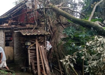 Rumah warga di Kampung Situgaru RT/RW 004/001, Desa Panjangjaya, Kecamatan Mandalawangi, Kabupaten Pandeglang, tertimpa pohon. (ISTIMEWA)