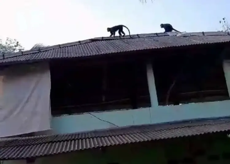 Gerombolan Lutung Serang dan Rusak Rumah Warga di Lebak