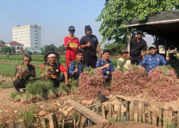 Petani Kota Tangerang Sukses Panen Bawang Merah hingga 600 kg