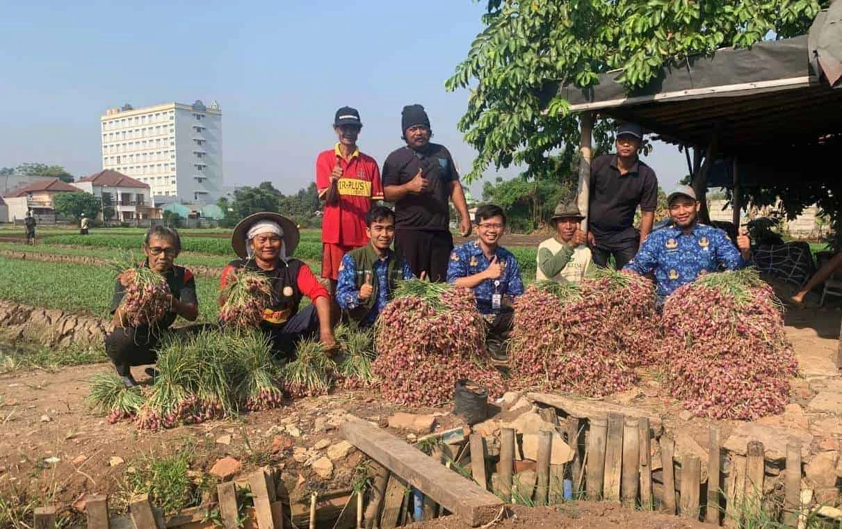 Petani Kota Tangerang Sukses Panen Bawang Merah hingga 600 kg