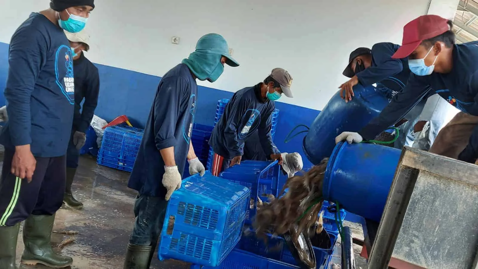 Pegawai tambak menyortir udang hasil panen di wilayah Ujung Jaya, Kecamatan Sumur, Kabupaten Pandeglang. (ISTIMEWA)