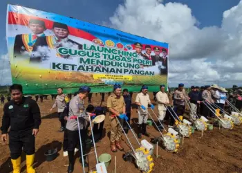 Gugus Tugas Polri Tanam Jagung di Atas Ratusan Hektar Lahan di Lebak