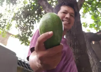 Warga Kota Tangerang Ini Temukan Buah Alpukat Varietas Baru, Namanya Manja