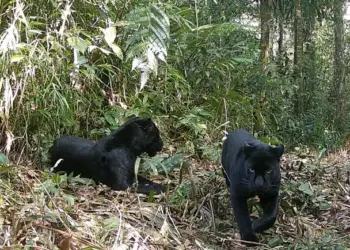 Sempat Punah, Populasi Macan Kumbang di TNGHS Bertambah