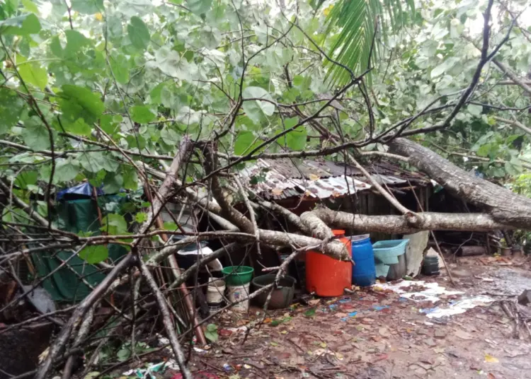 Nasib nahas dialami Mamah (49), warga Kampung Pangalengan RT/RW 001/003, Desa Cimoyan, Kecamatan Patia, Kabupaten Pandeglang. Rumah yang ditinggalinya selama ini, hancur tertimpa pohon Kacapi. (ISTIMEWA)