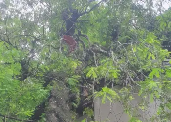 Tertimpa Pohon Besar, Rumah Warga Parungkokosan Rusak