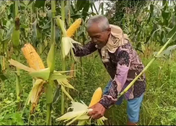 Jelang Pergantian Tahun, Petani Jagung di Lebak Kebanjiran Permintaan