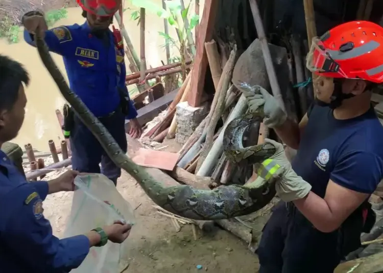 Hendak Diberi Pakan, Nenek di Lebak Kaget Ayamnya Dimangsa Ular