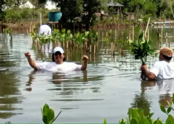 Sindir Pagar Laut, Aktivis Lingkungan Pilih Tanam Ribuan Mangrove