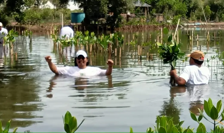 Sindir Pagar Laut, Aktivis Lingkungan Pilih Tanam Ribuan Mangrove