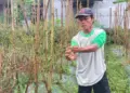 Akibat Cuaca Ekstrem, Petani Cabai di Lebak Merugi