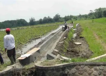 463 Daerah Irigasi di Lebak Rusak