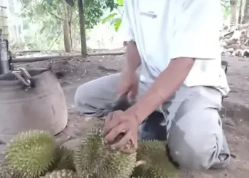 Roib, petani durian asal Banten yang mengaku mempertahankan kualitas duriannya, ditengah gempuran durian "sebrang". (LUTHFI/SATELITNEWS.COM)