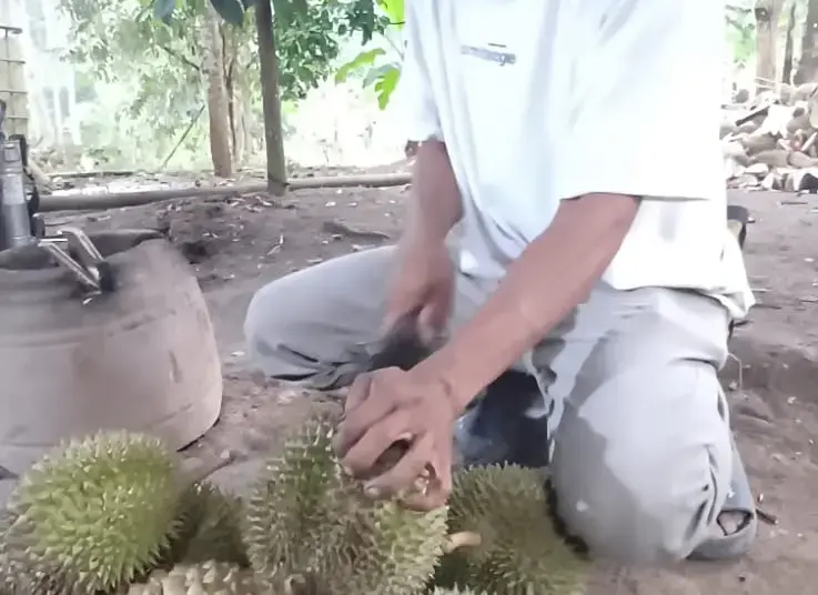 Roib, petani durian asal Banten yang mengaku mempertahankan kualitas duriannya, ditengah gempuran durian "sebrang". (LUTHFI/SATELITNEWS.COM)