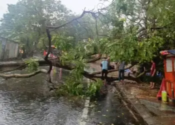 Bukan Cuma Banjir, Hujan Deras di Kota Tangerang Sebabkan Pohon Tumbang di 7 Titik