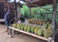 Libur Tahun Baru, Durian Lokal Baduy Diburu Wisatawan