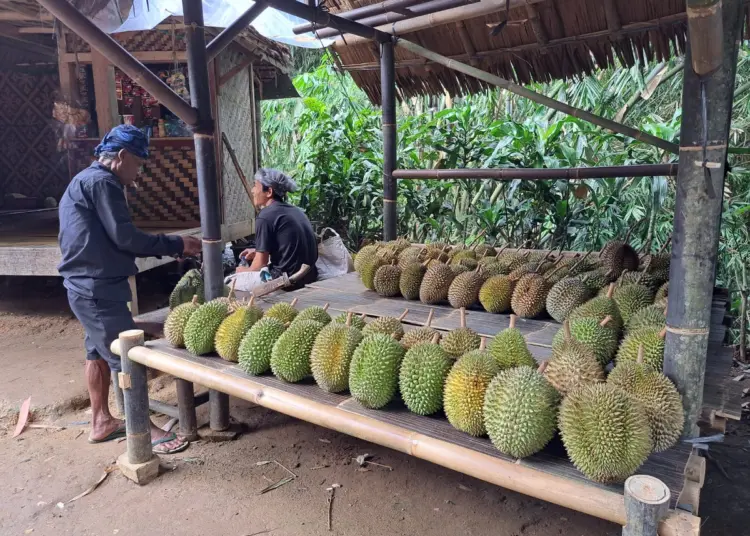 Libur Tahun Baru, Durian Lokal Baduy Diburu Wisatawan