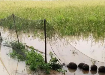 Rumah Hingga Sawah Terendam, Warga Cibadak Lebak Sebut Proyek Ini Salah satu Penyebabnya