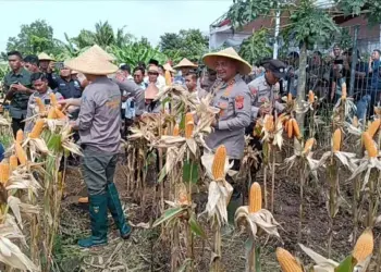 Kapolda Banten Irjen Suyudi Ario Seto, bersama Kapolres Serang AKBP Condro Sasongko, melaksanakan panen raya dalam rangka mendukung program Asta Cita Swasembada Pangan yang, dijalankan Polres Serang, Kamis (20/2/2025), di lahan seluas 10 hektar menghasilkan 60 ton jagung. (ISTIMEWA)