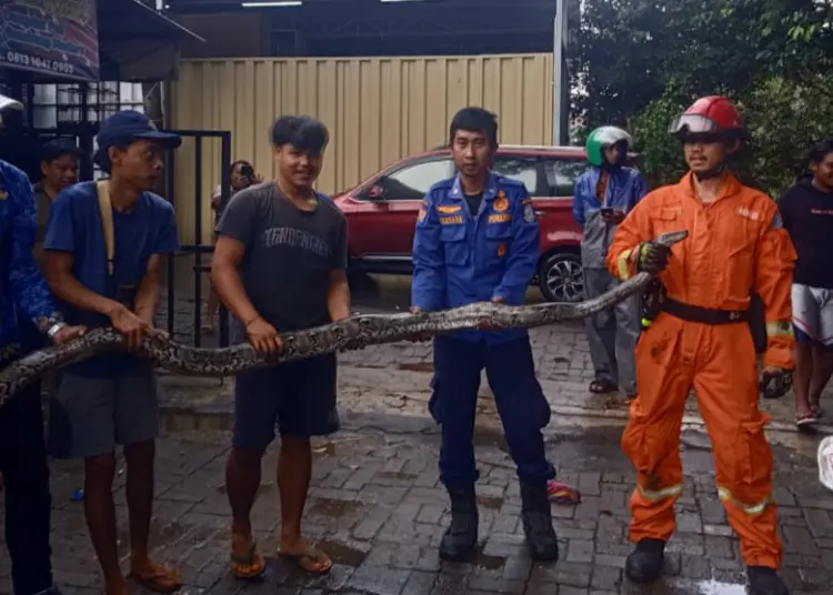 Mangsa Ayam Milik Warga Serpong Utara, Ular Sanca 4 Meter Dievakuasi Damkar