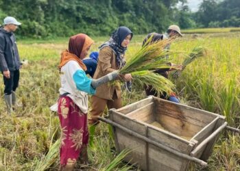 Kebutuhan Beras di Lebak Dijamin Aman Selama Ramadan