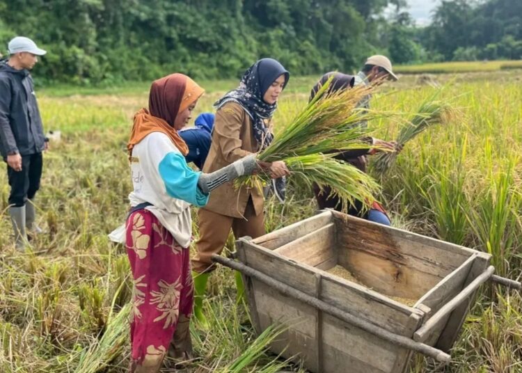 Kebutuhan Beras di Lebak Dijamin Aman Selama Ramadan